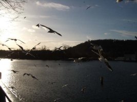 birds.JPG