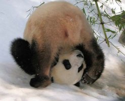 panda_05.jpg