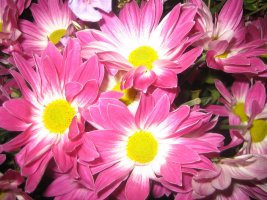 IMG_0803.jpg