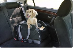 traveldog01_01.jpg