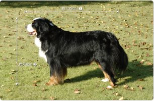 dog_model01p.jpg