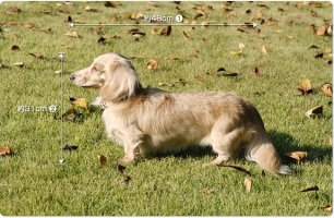 dog_model02p.jpg