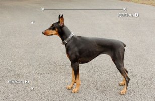 dog_model01p.jpg