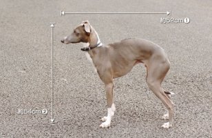 dog_model02p.jpg