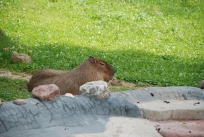DSC_0011.jpg