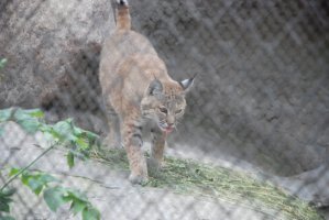 DSC_0212.jpg