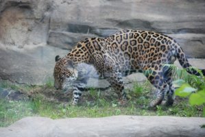 DSC_0235.jpg