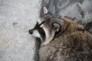 DSC_0057.jpg