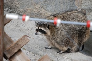 DSC_0061.jpg