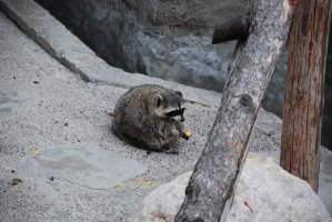 DSC_0306.jpg