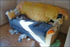 slide0004_image006.gif
