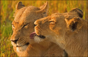 slide0006_image010.gif