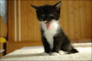 slide0010_image018.gif