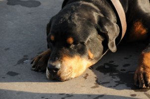 dog.jpg