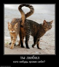 625495_-tyi-lyubil.jpg