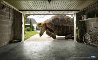 Expedition_Rearview_Tortoise_Low.jpg
