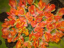 IMG_0766.jpg