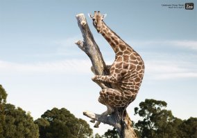 animals_02.jpg