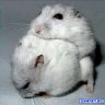 Der Hamster